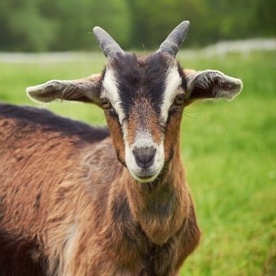 La Ferme de Pracoutel partenaire de l'hôtel LA CACHETTE à Dieulefit en Drôme Provençale