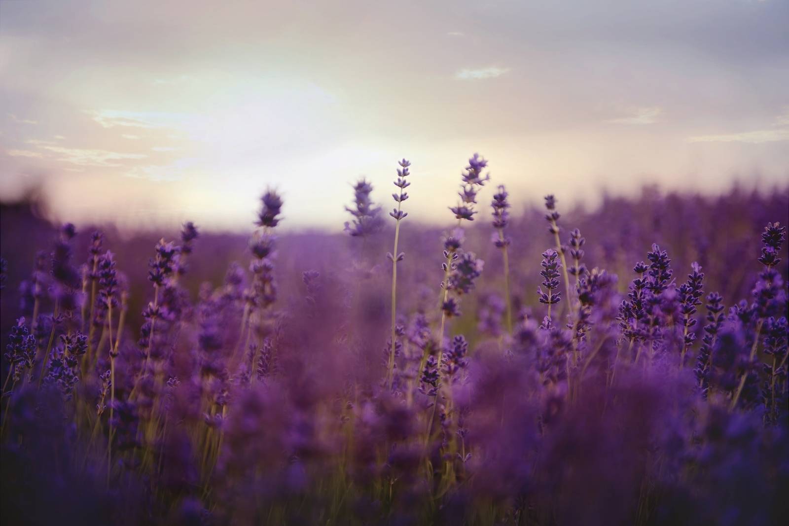 Lavender from Drôme Provençale