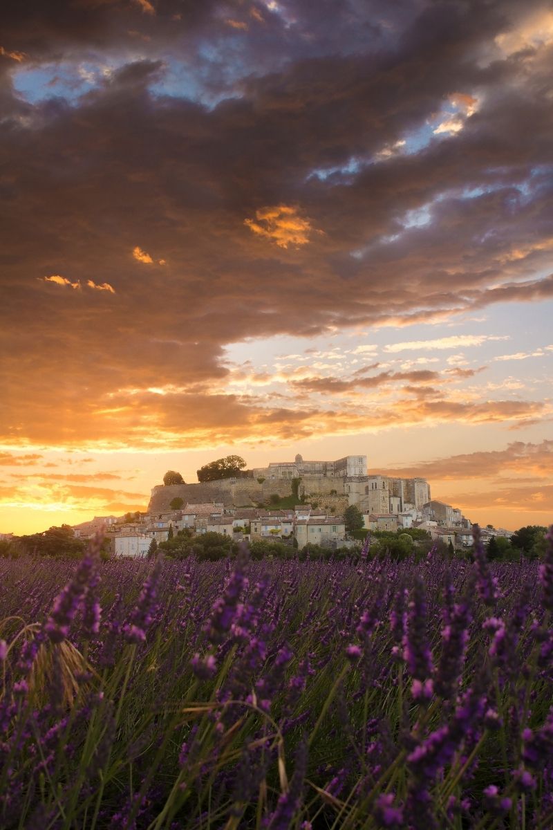 Château de Grignan et un champ de lavandes