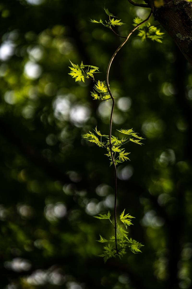 Parc arboré à Dieulefit: un détail de l'arbre