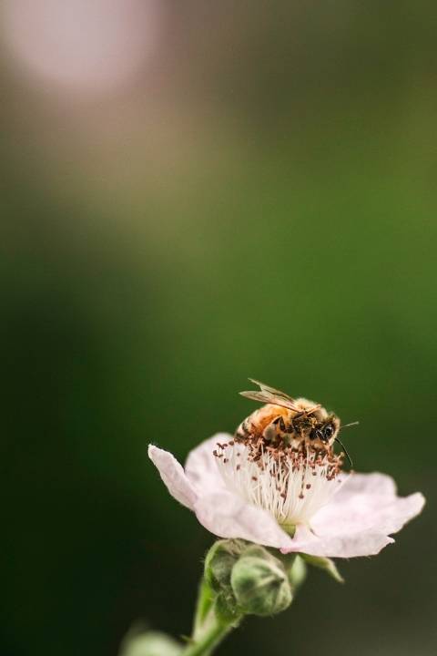 Abeille qui butine une fleur du jardin de l'hôtel LA CACHETTE